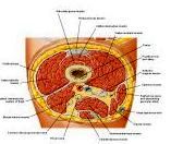 Anatomie: heup,bovenbeen,knie,onderbeen,enkel,voet,acetabulum,collum femoris,trachanter,femur,epicondyl,meniscus,kruisband,cruciate ligament,patella,knieschijf,tibia,fibula,malleolus,talus,calcaneus,tarsus,metatarsus,phalanx,falanx,quadriceps femoris,rectus femoris,sartorius,tensor fasciae latae,tractus iliotibialis,biceps femoris,gastrocnemius,semimembranosus,semitendinosus,soleus,suralis,vena saphena parva,vena saphena magna,sciatic,ischiadicus,peronea